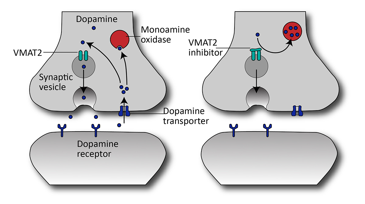 Chart showing mechanism of action for VMAT2 inhibitors